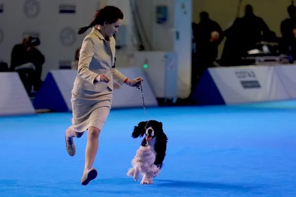 Rusya'da köpek fuarı