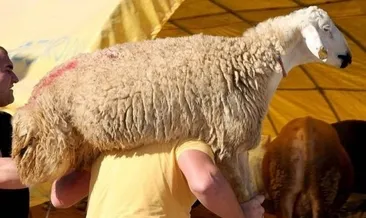 Kurban vekaleti nedir, nasıl verilir ve nasıl alınır? Kurban bağışında vekalet nasıl verilir?