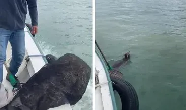 Denize düşen ayıyı balıkçılar kurtardı