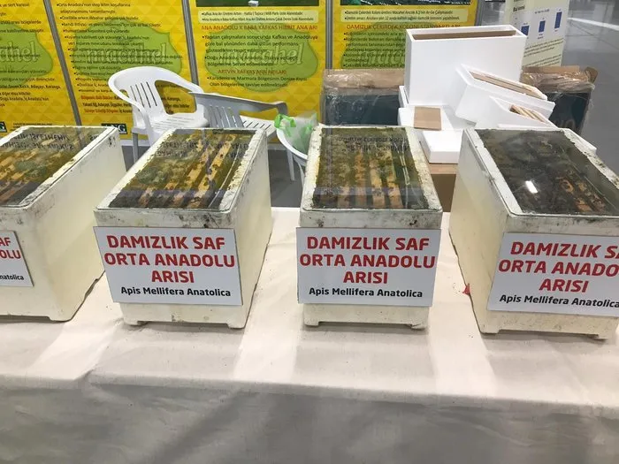 Turkiye Nin Yillik Bal Uretimi 110 Bin Ton Sayfa 6 Ekonomi Haberleri