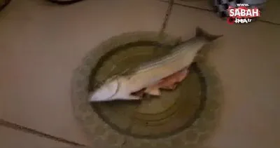 İçi alınmış balık dakikalarca canlı kaldı | Video
