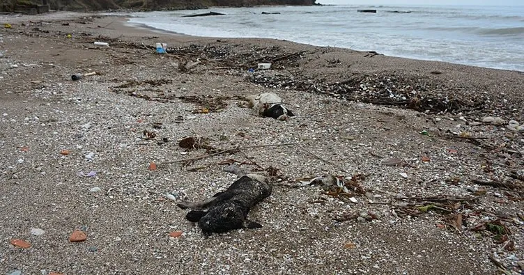 Giresun’da sahilde çok sayıda ölü köpek bulundu