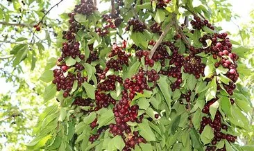 Erzincan Ovası’na bereket yağıyor