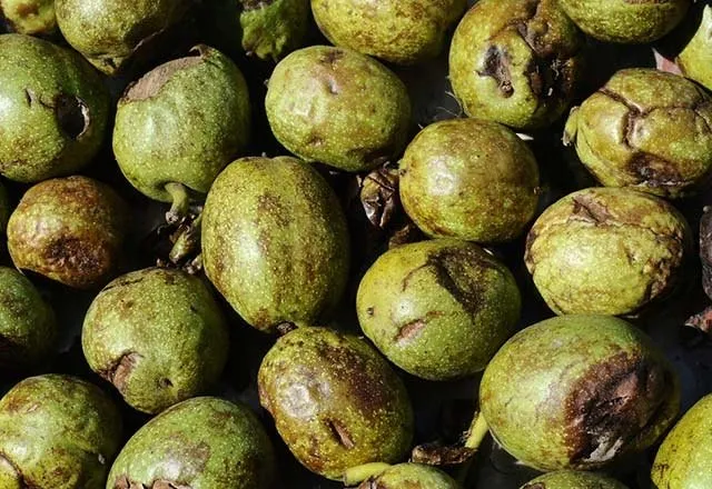 Ceviz Kabugu Ile Sac Nasil Boyanir Saglik Haberleri