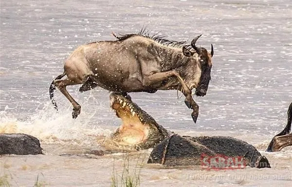 Dehşet veren saldırılar!