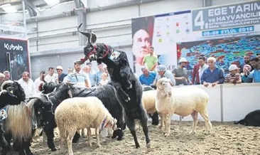 En güzel teke ve koç seçildi