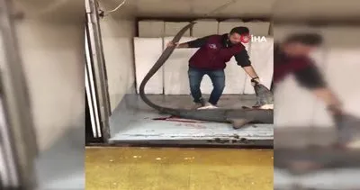 Marmara Denizi’nde yakalanan 4 metrelik köpek balığı kamerada