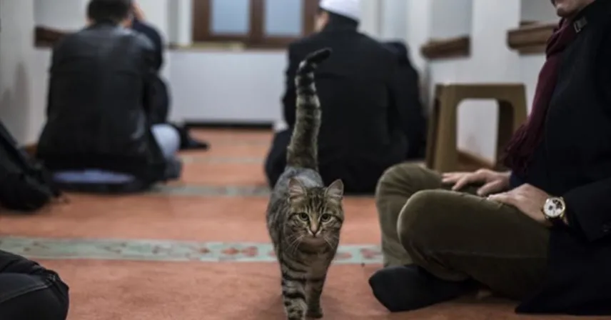 Kedi Beslemek Sünnet Mi, İslam’da Yeri Ne?