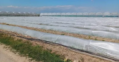 Bakanlık, çiftçi marullarını satamadı, ürünler koyunlara kaldı iddialarını yalanladı