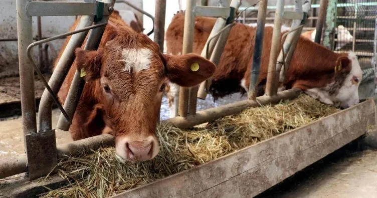 ESK’dan ‘besi çiftliği’ hamlesi