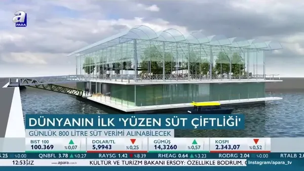 Dünyanın ilk 'yüzen süt çiftliği' açılıyor!
