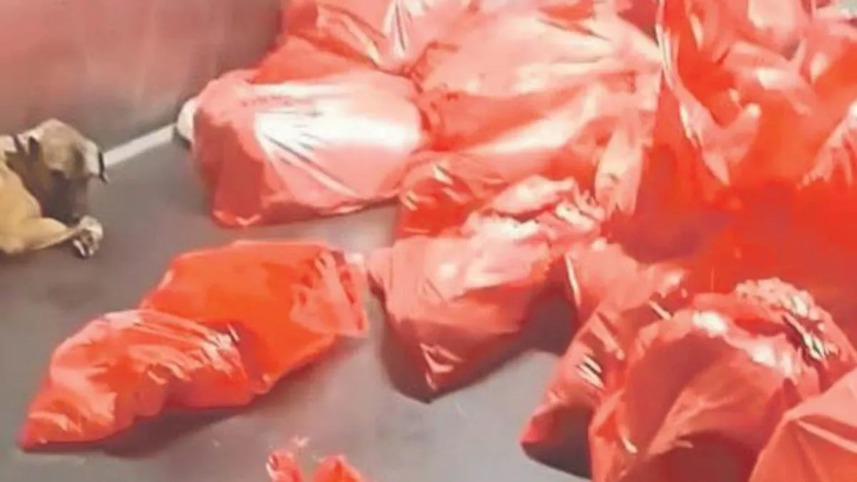 Mansur, elini hayvanlardan çek