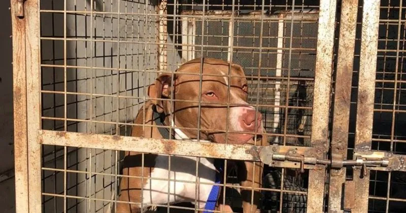 Adana Da Pitbull Operasyonu Son Dakika Yasam Haberleri