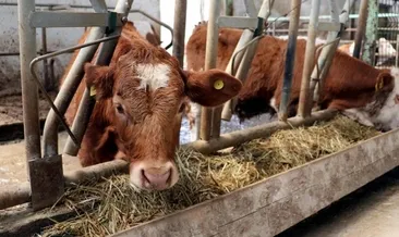 ESK’dan ‘besi çiftliği’ hamlesi