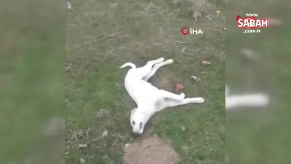 Ankara Polatlı'da dehşete düşüren görüntü! 22 köpek zehirlenerek öldürüldü | Video
