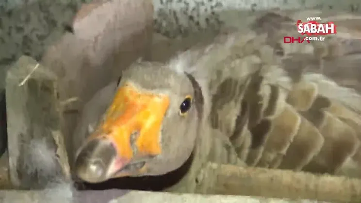 Kars kazının su keyfi kamerada | Video