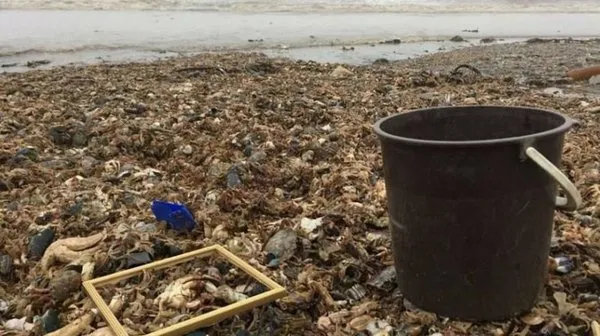 İngiltere'de binlerce deniz canlısı karaya vurdu