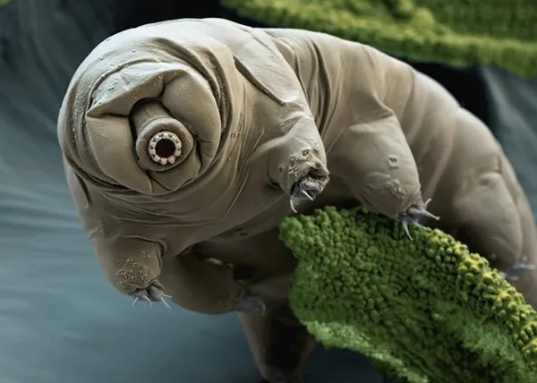 Dünyanın en dayanıklı canlısı: Tardigrad