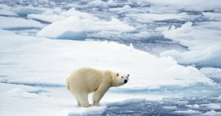 Kutup Ayıları Nerede Yaşar, Ne Yer? Beyaz Kutup Ayıları Hangi Kutupta Yaşar Ve Özellikleri Nelerdir?