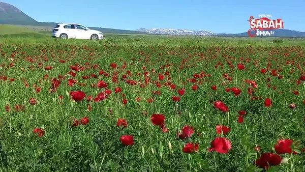 Bitlis’te gelincik çiçeği görsel şölen sunuyor | Video