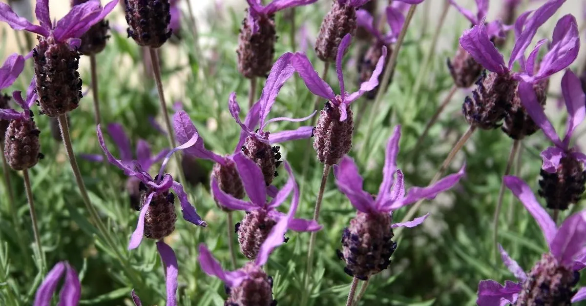 mucize bitki karabas otu ne ise yarar