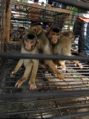 Köle işçi maymunlar