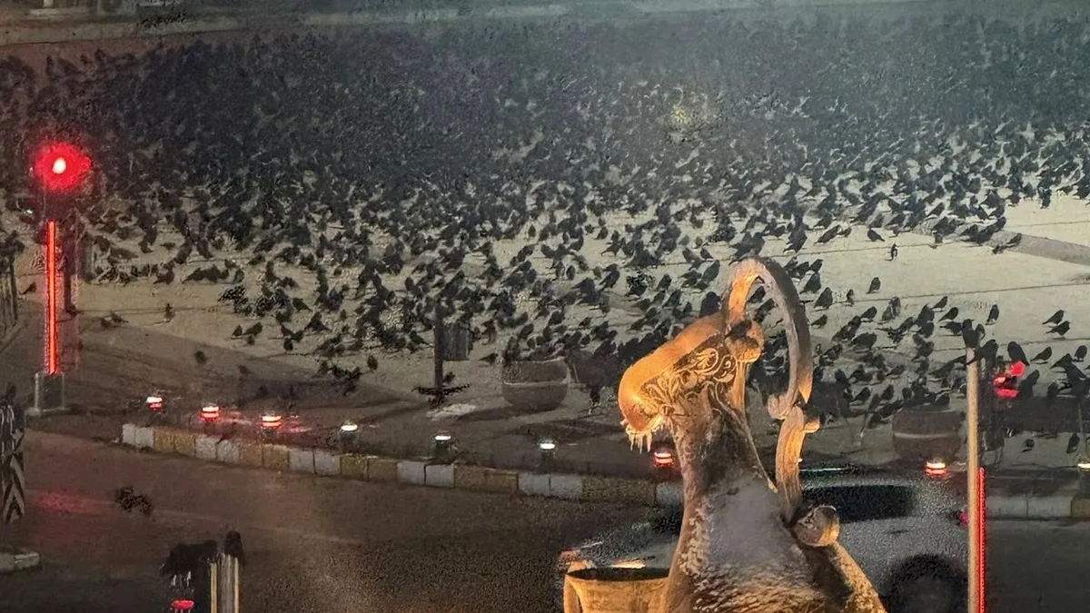 Erzincan’da akşam saatlerine dikkat: Kargalar sokakları sardı! Erzincan’da akşam saatlerine dikkat: Kargalar sokakları sardı!