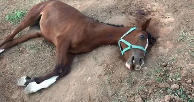 Şanlıurfa’da yarış atı ölümleri sürüyor