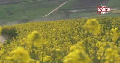 Altın sarısı ’kanola tarlaları’ görsel şölen sundu | Video