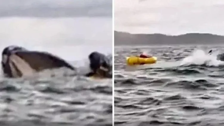 Şili’de balinanın yuttuğu adam konuştu! İnanılmaz olay nasıl oldu: Tek gördüğüm şey o oldu!