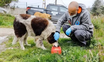 Sokak hayvanları için birleştiler