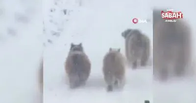 Hakkari’de kış uykusundan uyanan ayı ve yavruları şaşırttı | Video