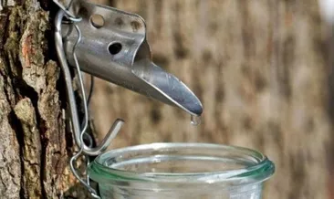 Akcaagac Surubu Nedir Faydalari Nelerdir Saglik Haberleri