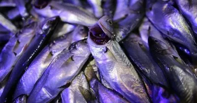 Tezgahlarda balık bolluğu yaşanıyor: Kilosu 25 liraya satılıyor