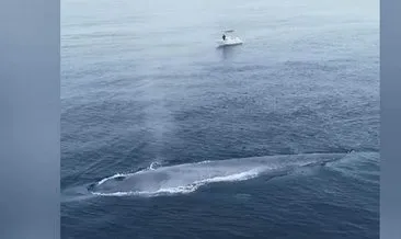 Pasifik Okyanusu’nda görülen mavi balina balıkçıları korkuttu