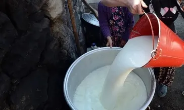 Toplanan inek sütü miktarı %6,5 arttı