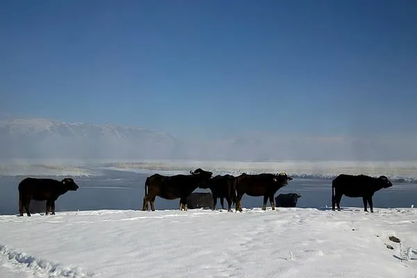 Mandalar dondurucu suyun altındaki otla besleniyor