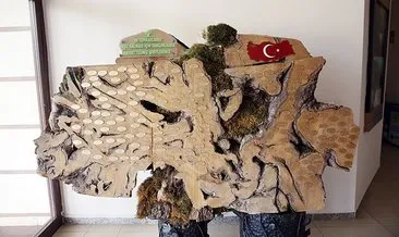 Şehitlerin isimleri anıt ağaçta yaşıyor #antalya