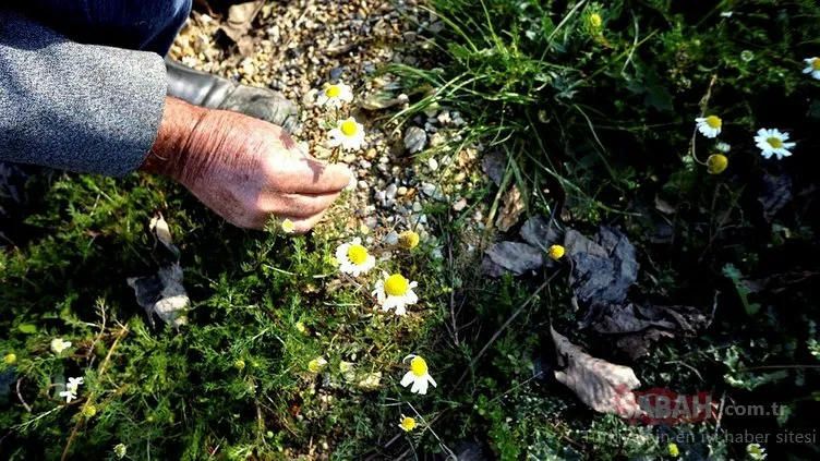 Sarıgöl’de baharın habercisi papatyalar kış ayında çiçek açtı