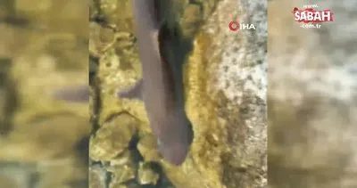 Levrek yakaladığını düşünürken, oltasına takılan köpek balığını görünce şaşkınlık yaşadı | Video