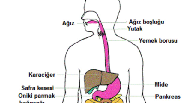 beslenme ve sindirim sistemi nedir
