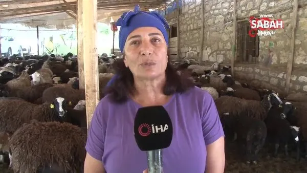 10 koyunla başladı, şimdi kendi işinin patronu oldu | Video