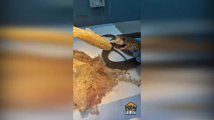 Yılanın midesinden çıkanlar sosyal medyada viral oldu!