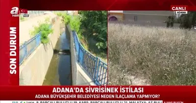 Adana’da sivirisinek istilası! Neden ilaçlama yapılmıyor? | Video