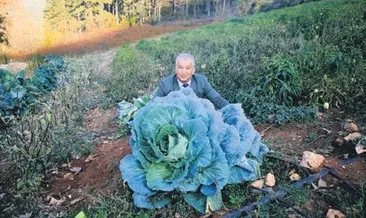 30 kiloluk lahana şaşkınlığı