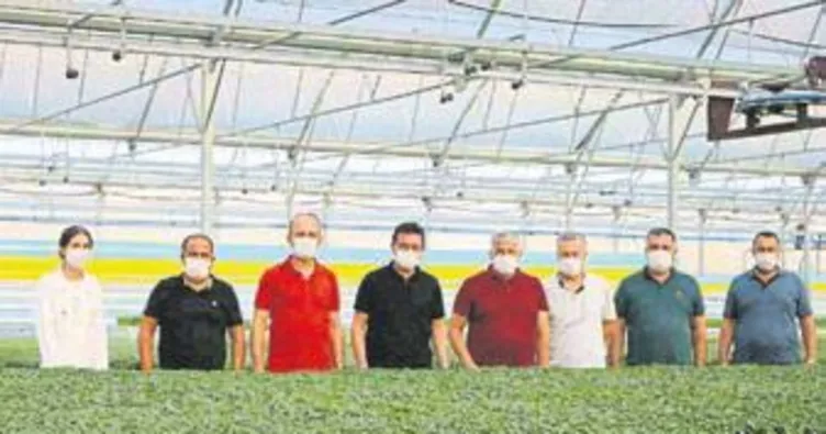 Yılda 1 milyar sebze fidesi