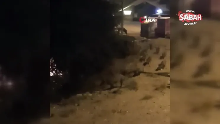 Muğla'da domuz sürüsü böyle görüntülendi | Video