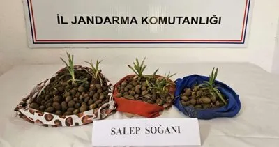 Çaycuma’da salep soğanı toplayan 2 kişi jandarma tarafından yakalandı