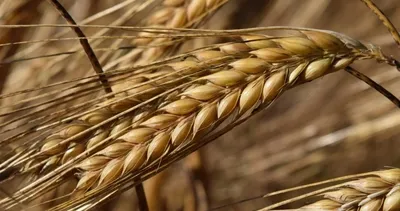 TMO Hububat Alım Fiyatları 2025 açıklandı! Arpa ve buğday alım fiyatları ne kadar, kaç TL oldu? İşte fiyat tablosu!