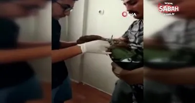 Avladığı yılanı yutamayıp fenalaşan kartal, tedavisinin ardından doğaya salındı | Video